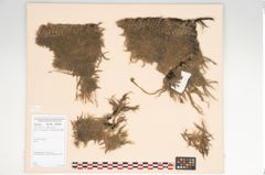 Foto von Textil (NHMW-PRAE-126320)